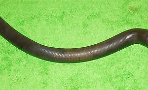 1966 1967 Ford Mustang Falcon Cougar Comet 289 THERMACTOR VALVE T-CONNECTOR HOSE