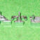 1-2579.jpg