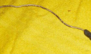 1964 1965 Mustang Fastback Coupe GT Shelby ORIG WINDSHIELD WASHER PUMP WIRING