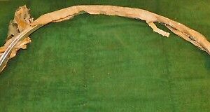 1971-1973 Ford Mustang Fastback Conv NOS RH FRONT FENDER WHEEL OPENING MOULDING
