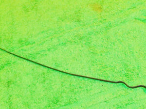 1976 1977 1978 1979 Ford F100 Granada Mercury Monarch ORIG 302 351W OIL DIPSTICK