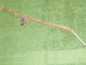 1971 1972 1973 Mustang Mach 1 Boss Grande Cougar Xr7 Gt ORIG RH DOOR LATCH ROD